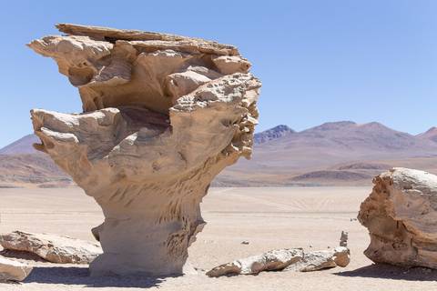 Árvore de Pedra no deserto'