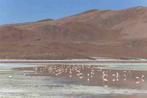Flamingos na lagoa quase seca'