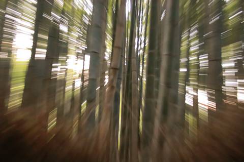 Floresta de Bambus Arashiyama Bamboo em Kyoto '