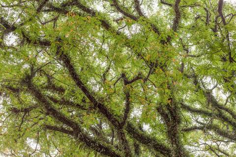 Árvore com troncos lindos'