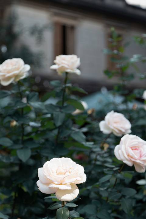 Rosas da Casa das Rosas '