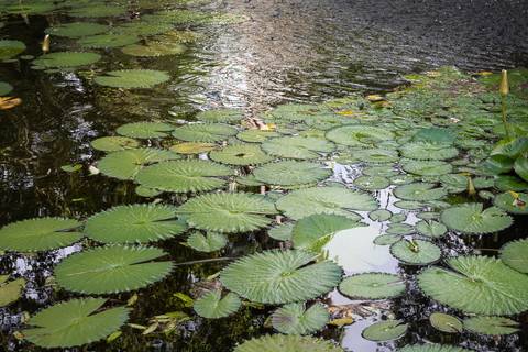 Jardim Botânico do Rio de Janeiro'