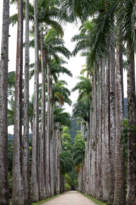 Palmeiras Imperiais no Jardim Botânico do Rio de Janeiro'