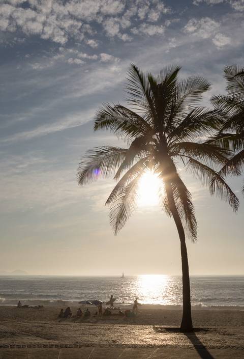 Coqueiro na praia Ipanema ao entardecer'