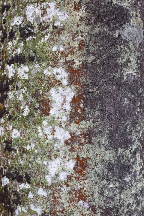 Textura do tronco de palmeira imperial no Jardim Botânico do Rio de Janeiro'