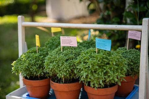 manjericos com quadras - casamento no São João'