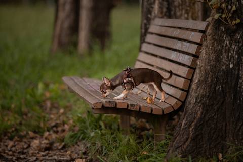 cão num banco de jardim - fotografia com animais de estimação em Ermesinde, Porto'