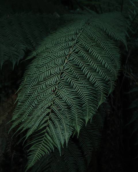 '