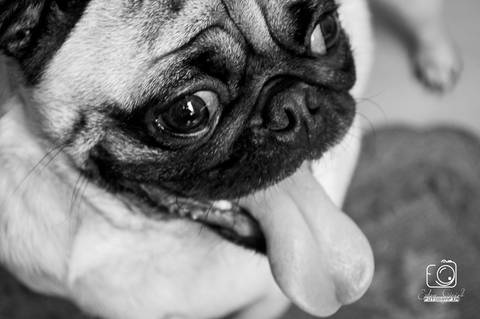 Torresmo - Fotografia de PET - 10'