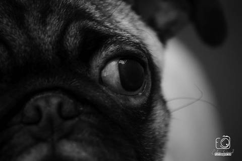 Torresmo - Fotografia de PET - 1'