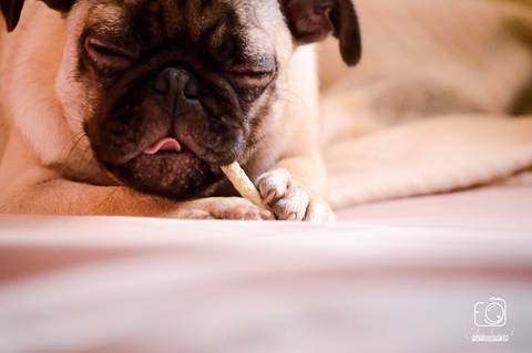 Torresmo - Fotografia de PET - 2'