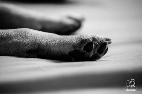 Torresmo - Fotografia de PET - 3'