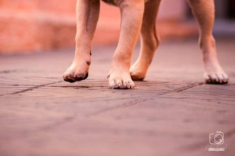 Torresmo - Fotografia de PET - 4'