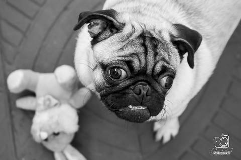 Torresmo - Fotografia de PET - 8'