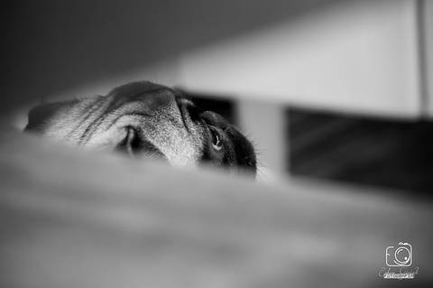 Torresmo - Fotografia de PET - 6'