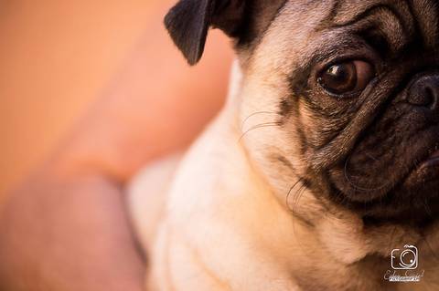 Torresmo - Fotografia de PET - 5'