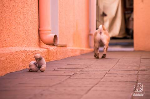 Torresmo - Fotografia de PET - 7'