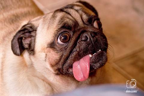 Torresmo - Fotografia de PET - 9'