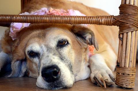 Layla - Fotografia de PET - 4'