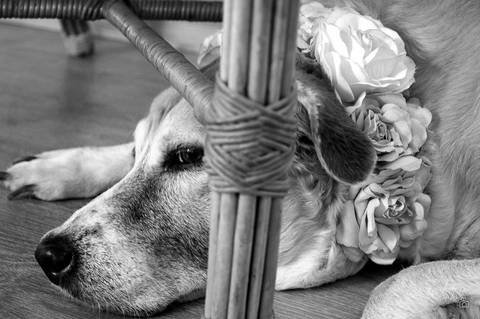 Layla - Fotografia de PET - 7'