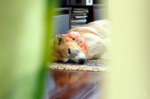 Layla - Fotografia de PET - 5'