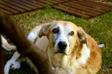 Layla - Fotografia de PET - 6'