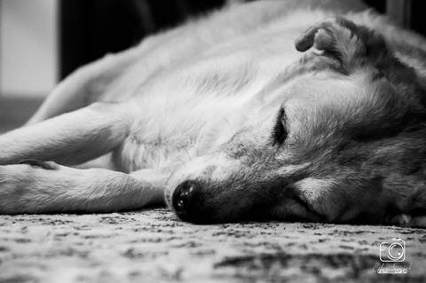 Layla - Fotografia de PET - 3'