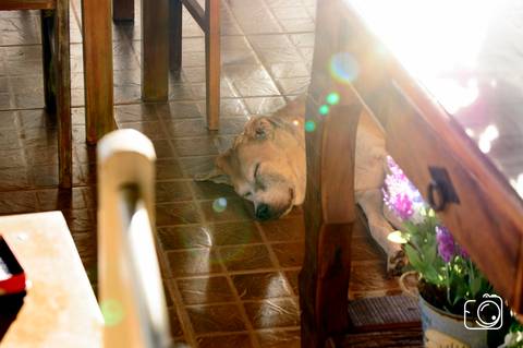 Layla - Fotografia de PET - 1'