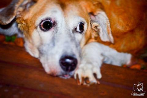 Layla - Fotografia de PET - 2'