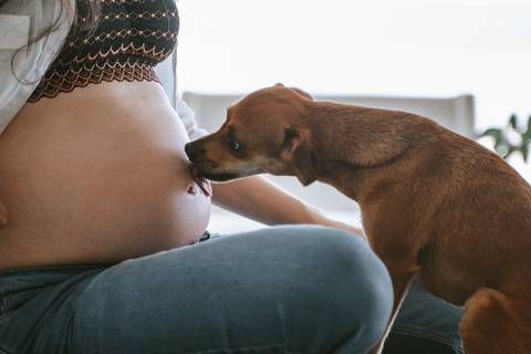 ensaio gestante, fotografia de gestante, fotos grávida, ensaio em casa, ensaio lifestyle, fotógrafo de gestante ES, Vila Velha, gravidez, amor em família, fotos naturais, gestação espontânea, ensaio com pet'