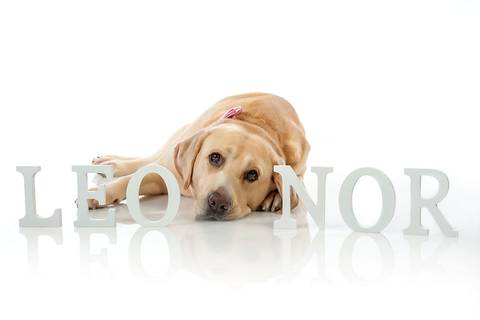 photo pet-fotografia com animal de estimacao-sessao de estudio com animal de estimacao-fotografia com cao-fotografia de estudio com cão-fotografia de estudio com bebe e cao-sessao de estudio com bebe e animal de estimacao'