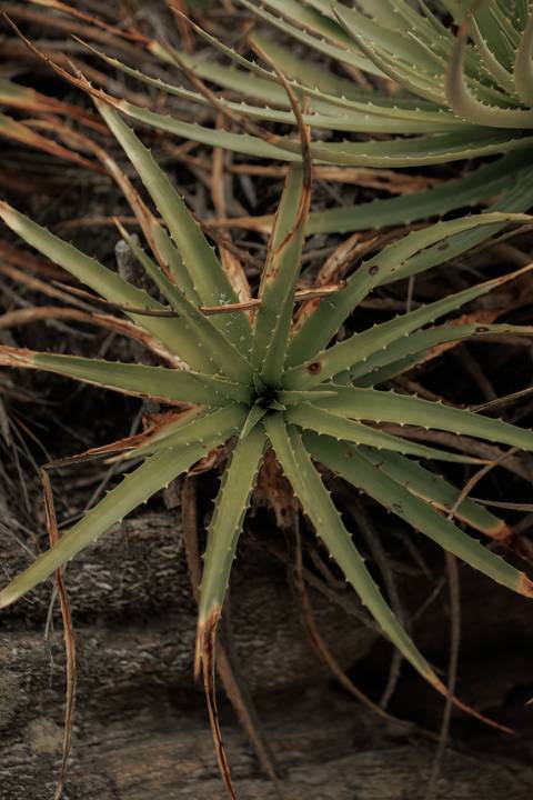 '