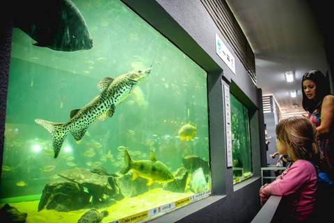 Fotógrafo de eventos em Londrina flagra criança observando aquário de peixes na ExpoLondrina.'