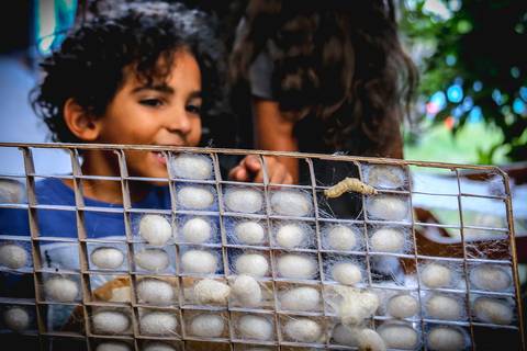 Fotografo de eventos corporativo registra um garoto de escola pública observando casulos de bicho da seda na Fazendinha da Expo Londrina.'