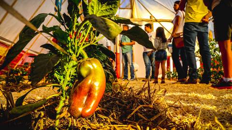Fotografia documental de pimentão para banco de imagens na Expo Londrina 2018.'