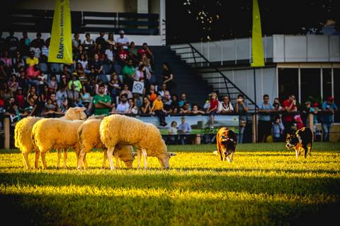 O Canil Bratislava de Maringá apresenta na Expo Londrina, Show de Manejo de Ovinos com Cães Pastores. Na fotografia de eventos estão os cães de raça Border Collie prestes a encarcerar as ovelhas.'