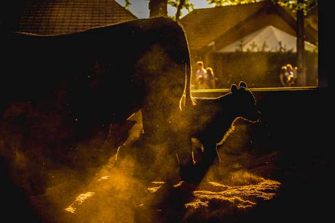 Bezerro fotografado em contraluz pelo fotografo de eventos Roberto Custodio no parque Ney Braga durante Expo Londrina para assessoria de imprensa.'
