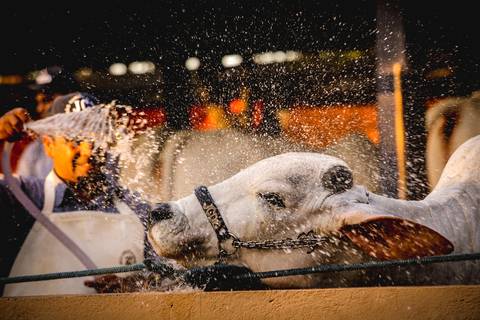 Homem dá banho em um touro da raça Nelore, em fotografia de eventos durante a ExpoLondrina 2017.'