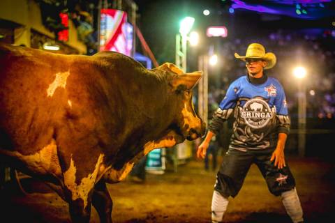 Salva vidas de rodeio encara um touro na arena de shows João Milanez no Parque Ney Braga, o fotógrafo de eventos corporativo de Londrina Roberto Custódio não perdeu o momento.'