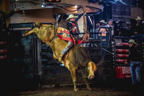 Fotografia de evento de rodeio, onde o peão de montaria tenta ficar oito segundos em cima de um touro. '