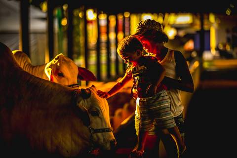 Uma mãe segura seu filho para acariciar um boi da raça Nelore, fotografia de animais foi feita em pavilhão da Expo Londrina ao entardecer.'