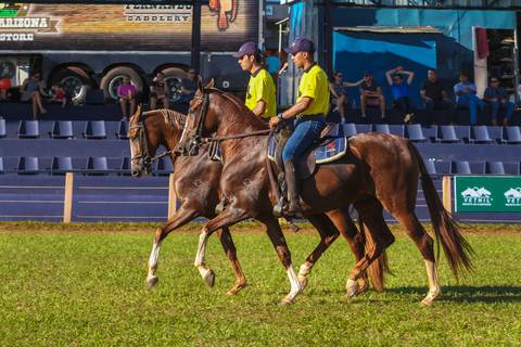 Julgamento de cavalos Mangalarga em fotografia de animais no parque de Exposições Ney Braga em Londrina Pr.'