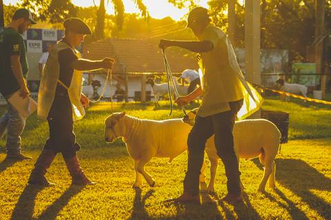 Imagem na contra luz de julgamento de ovinos em fotografia de eventos de Roberto Custodio de Londrina Pr.'