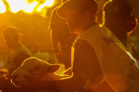 Fotógrafo profissional de eventos registra homem ao pôr do sol segurando uma ovelha durante julgamento de ovinos em Londrina-Pr.'