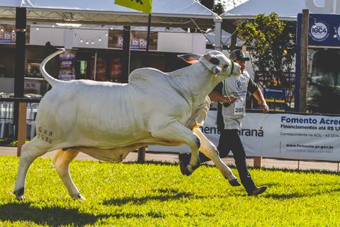 Touro Nelore tenta debandar do puxador de animais, o flagrante é do repórter fotográfico de Londrina Roberto Custodio.'