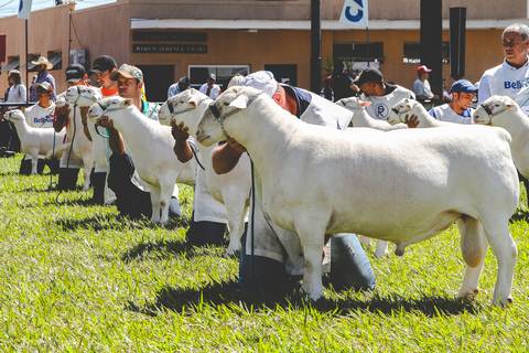 Fotografia de ovinos perfilados durante julgamento da raça em Exposição Agropecuária de Londrina.'