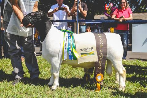 otógrafo especialista em animais de Londrina-Pr registra o grande campeão em julgamento de ovinos da raça Dorper.'
