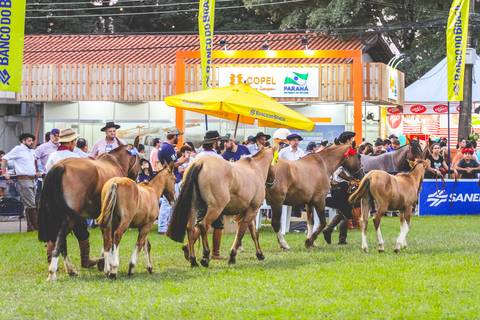 Fotógrafo de animais registra desfile de cavalos da raça Crioula para julgamento morfológico.'