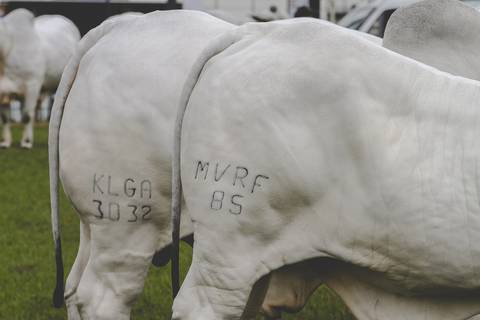 Detalhe da parte traseira em fotografia de animais da raça Nelore.'