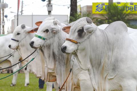 Touros da raça Nelore Mocho perfilados para fotografia de animais.'